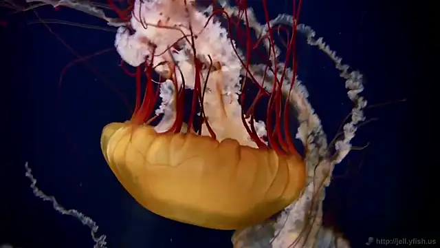 streamy test11 online show from 02-05-26, 10:22