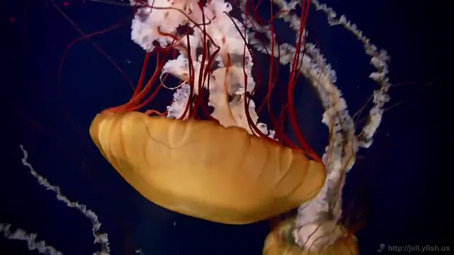 streamy test11 online show from 03-18-26, 01:02