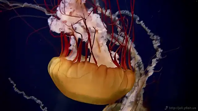 streamy test11 online show from 03-27-26, 03:24