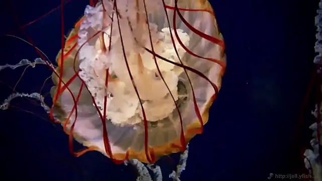 streamy test11 online show from 10-21-25, 09:09