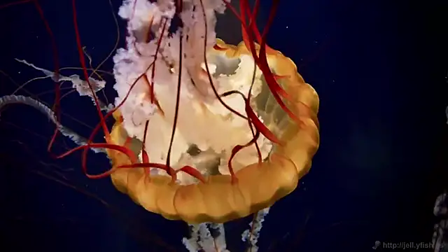 streamy test11 online show from 10-22-25, 08:25