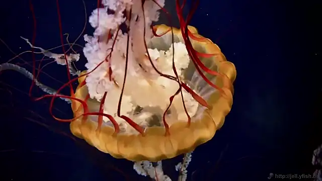 streamy test12 online show from 04-03-26, 11:27