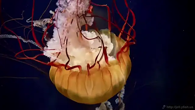 streamy test12 online show from 04-07-26, 09:33