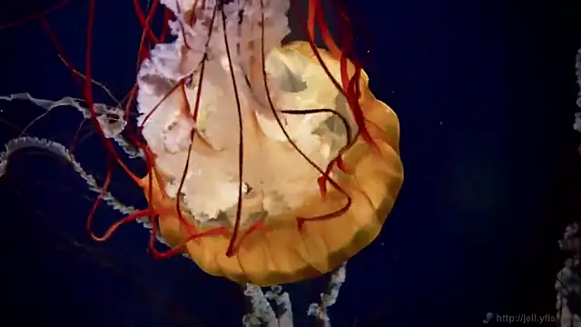 streamy test12 online show from 10-31-25, 08:44