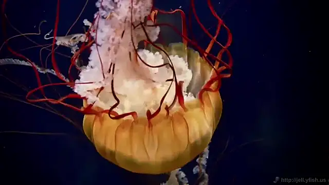 streamy test12 online show from 03-26-26, 08:01