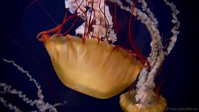 streamy test12 online show from 02-18-26, 09:22