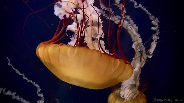 streamy test12 online show from 11-13-25, 11:47