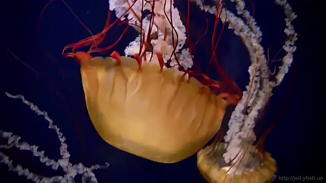 streamy test12 online show from 03-11-26, 11:48