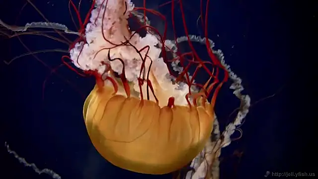 streamy test12 online show from 01-14-26, 03:59