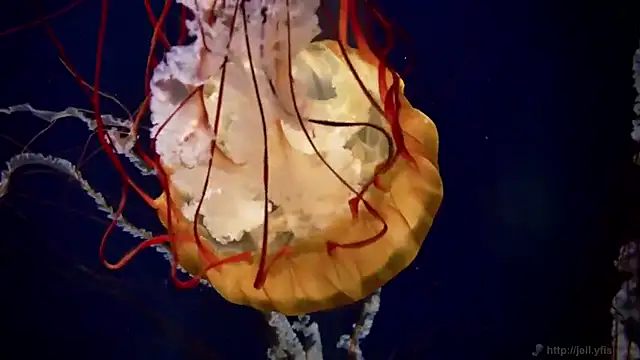 streamy test12 online show from 11-27-25, 03:01