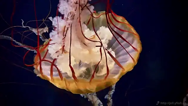 streamy test12 online show from 12-04-25, 01:54