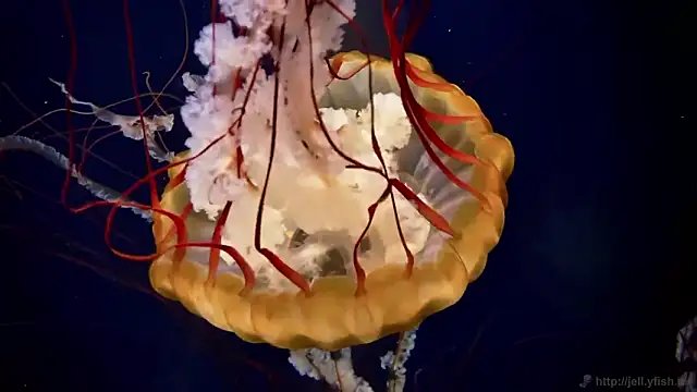 streamy test12 online show from 02-11-26, 02:39