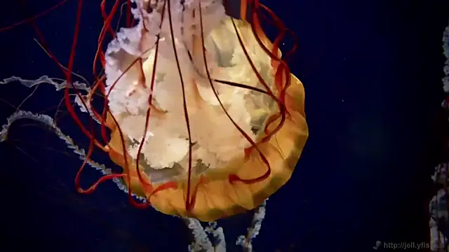 streamy test12 online show from 03-31-26, 08:27