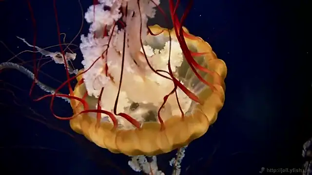 streamy test12 online show from 03-05-26, 09:17