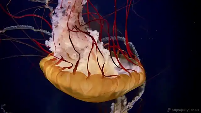 streamy test13 online show from 02-26-25, 08:17