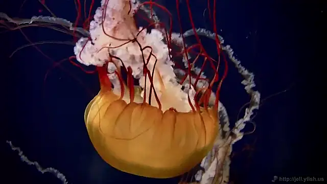 streamy test13 online show from 02-24-25, 08:17