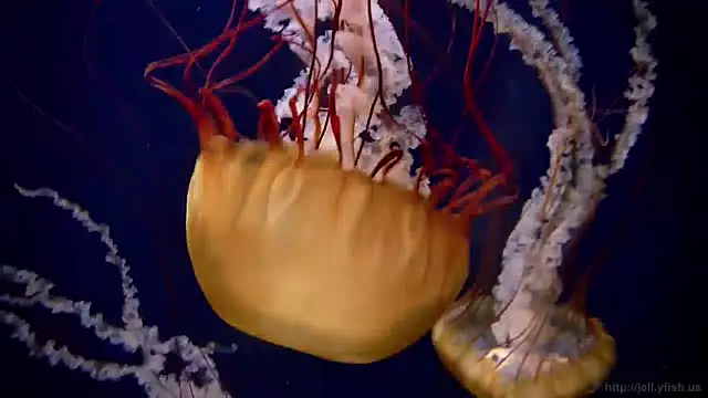 streamy test13 online show from 12-09-24, 08:11