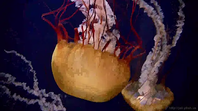 streamy test13 online show from 01-21-25, 08:19