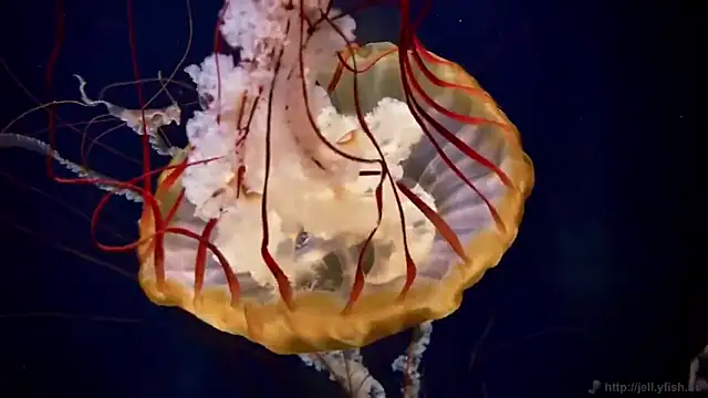 streamy test13 online show from 10-15-25, 03:20