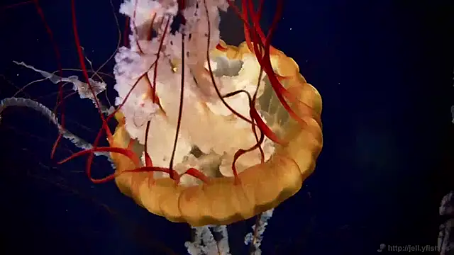 streamy test13 online show from 12-31-24, 08:15