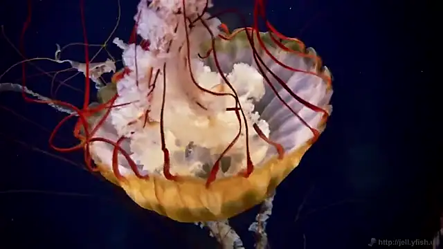 streamy test13 online show from 10-21-25, 08:14