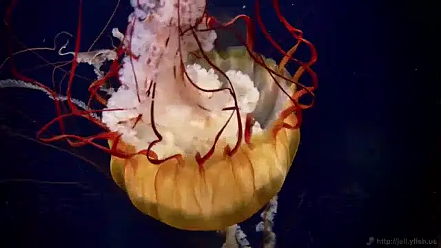 streamy test13 online show from 12-17-24, 08:12