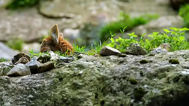 streamy test13 online show from 02-07-25, 03:52