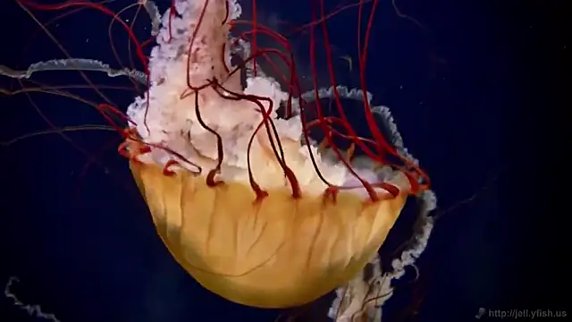 streamy test15 online show from 03-05-26, 10:45