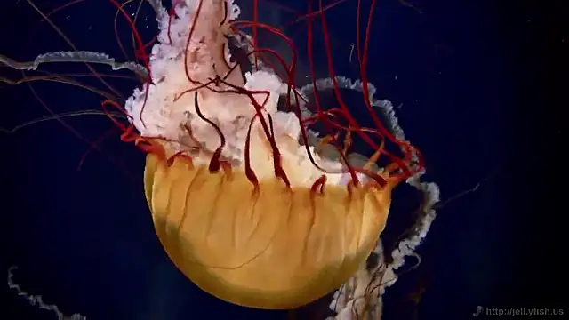 streamy test15 online show from 03-26-26, 11:19