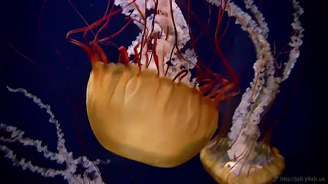 streamy test15 online show from 02-10-26, 08:46