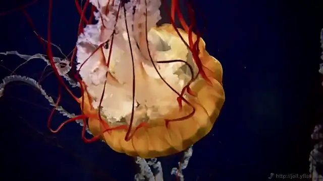 streamy test15 online show from 03-21-25, 08:17