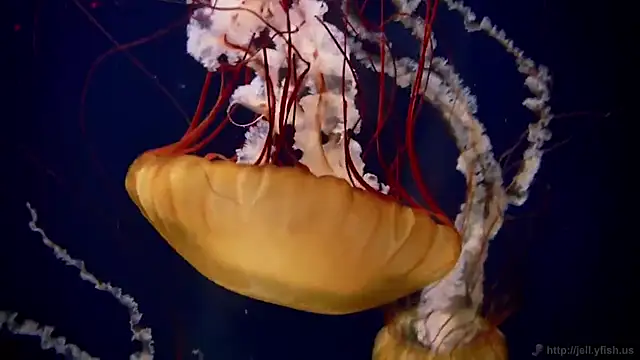 streamy test15 online show from 03-07-25, 08:13