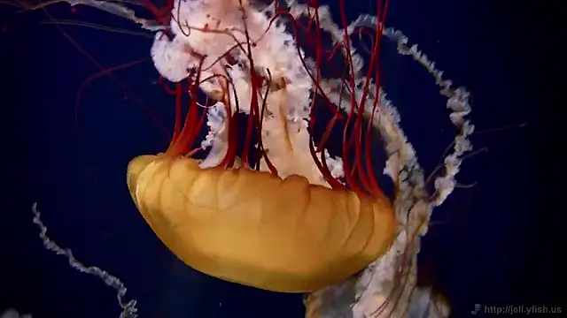 streamy test15 online show from 09-18-25, 09:01