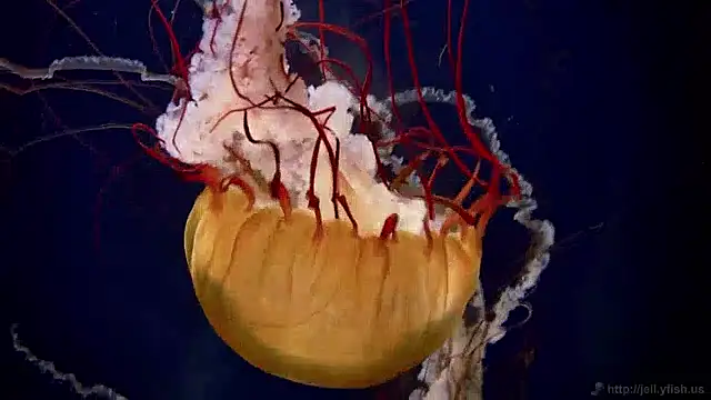 streamy test15 online show from 04-02-26, 10:44