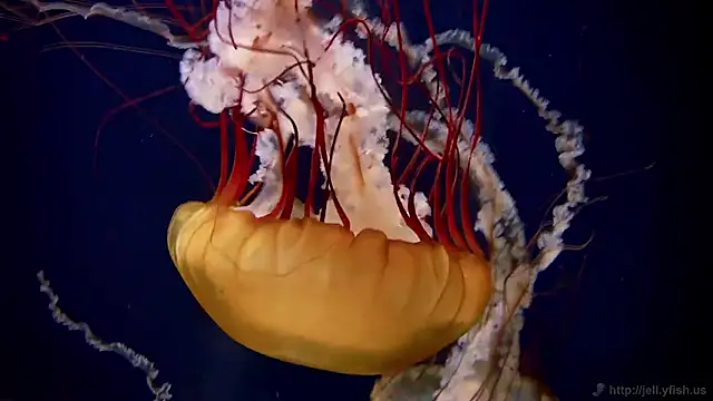 streamy test15 online show from 03-02-26, 07:48