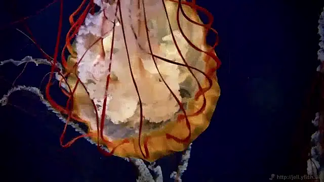 streamy test15 online show from 04-07-26, 09:33