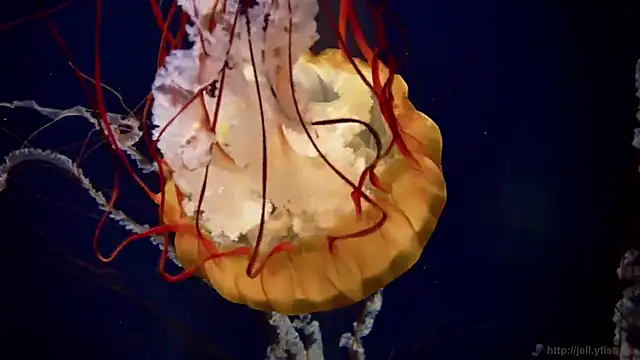 streamy test15 online show from 03-11-26, 12:32