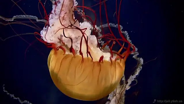 streamy test15 online show from 02-26-26, 01:33