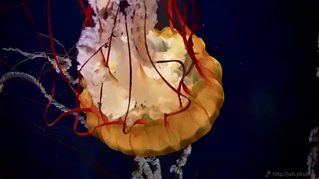 streamy test15 online show from 09-22-25, 06:03