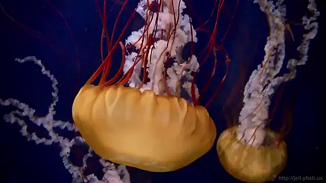 streamy test15 online show from 01-16-26, 06:12