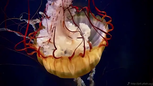 streamy test15 online show from 03-23-26, 10:15