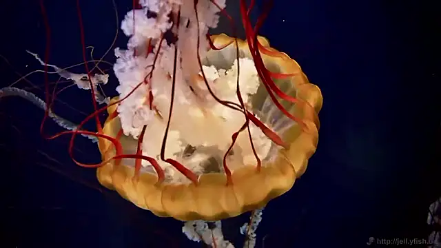 streamy test15 online show from 03-31-26, 07:32