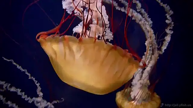 streamy test15 online show from 02-12-26, 01:44