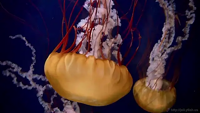 streamy test15 online show from 12-03-25, 09:09