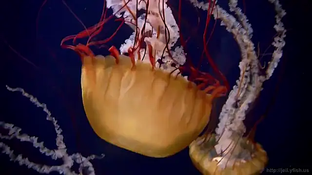 streamy test15 online show from 03-24-26, 11:10