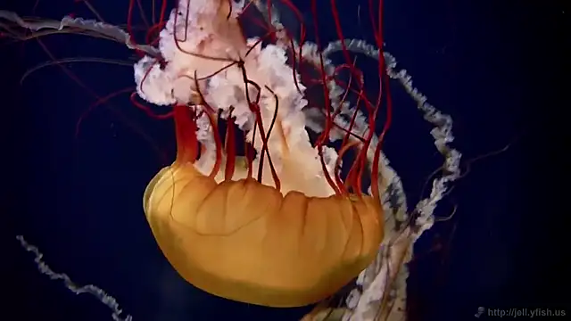 streamy test15 online show from 03-03-26, 05:09