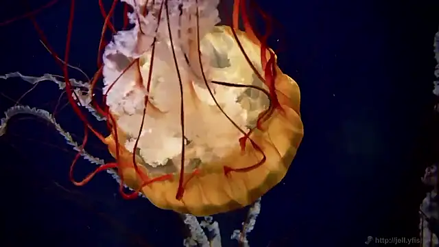 streamy test15 online show from 12-15-25, 09:48