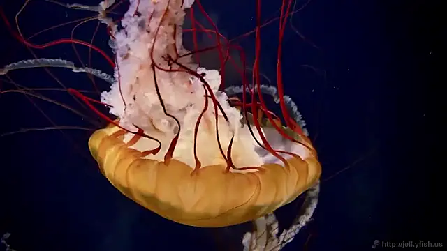 streamy test15 online show from 02-05-26, 10:22