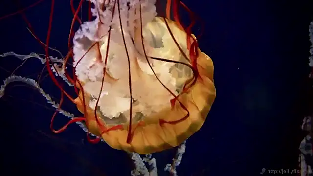 streamy test15 online show from 03-20-26, 09:32