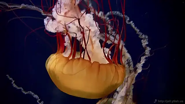 streamy test15 online show from 12-18-25, 09:25